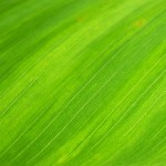 green-leaf-176722_1280